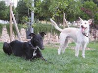 Prohibido perros, ¿de dos o de cuatro patas? prohibido perros