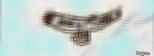 aguila