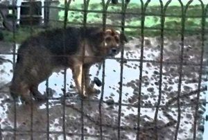 El perro de los vecinos