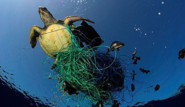 El mar no come plástico El Mar no come Plástico