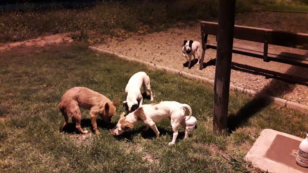 Desechos animales Desechos animales