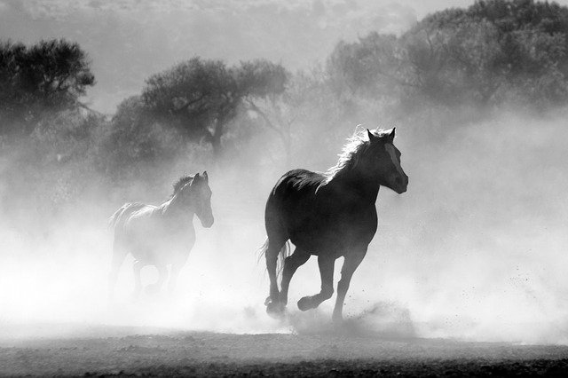 horses g970ab2d0e 640