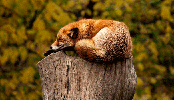 Veterinarios públicos
Zorro durmiendo